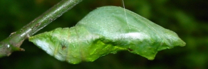 Pupae